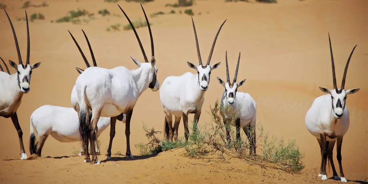animals-in-desert-national-park
