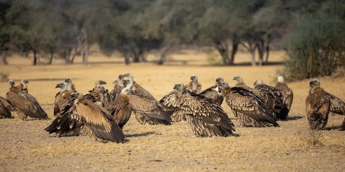 birdwatching-in-desert-national-park