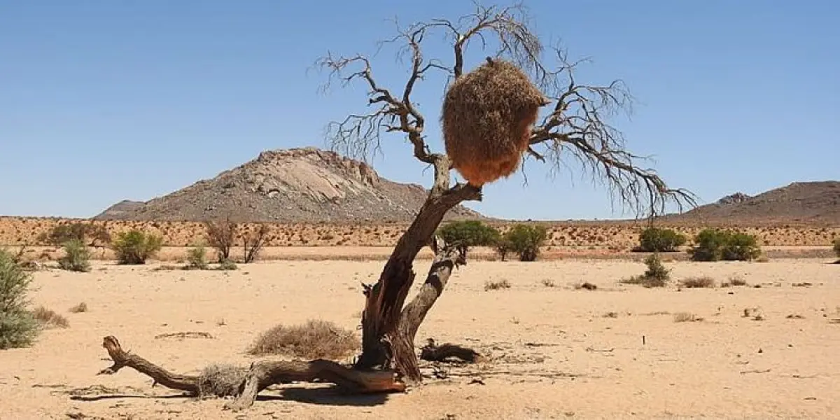vegetation-in-desert-national-park