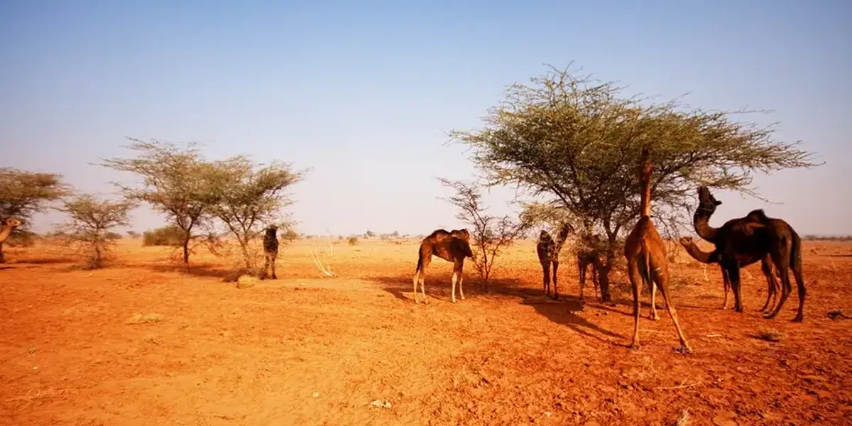wild-camels-in-desert-national-park